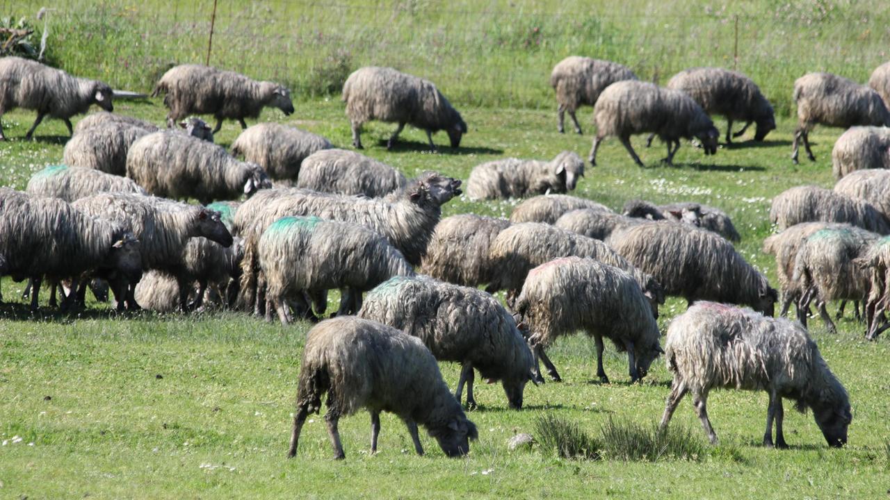 Le pecore ricoperte dalla fuliggine