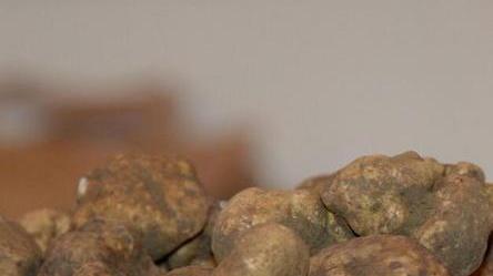 Tartufo, fondi in arrivo