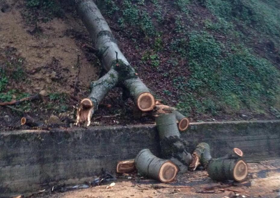 Sp 15, oggi l’apertura dopo il taglio degli alberi pericolosi
