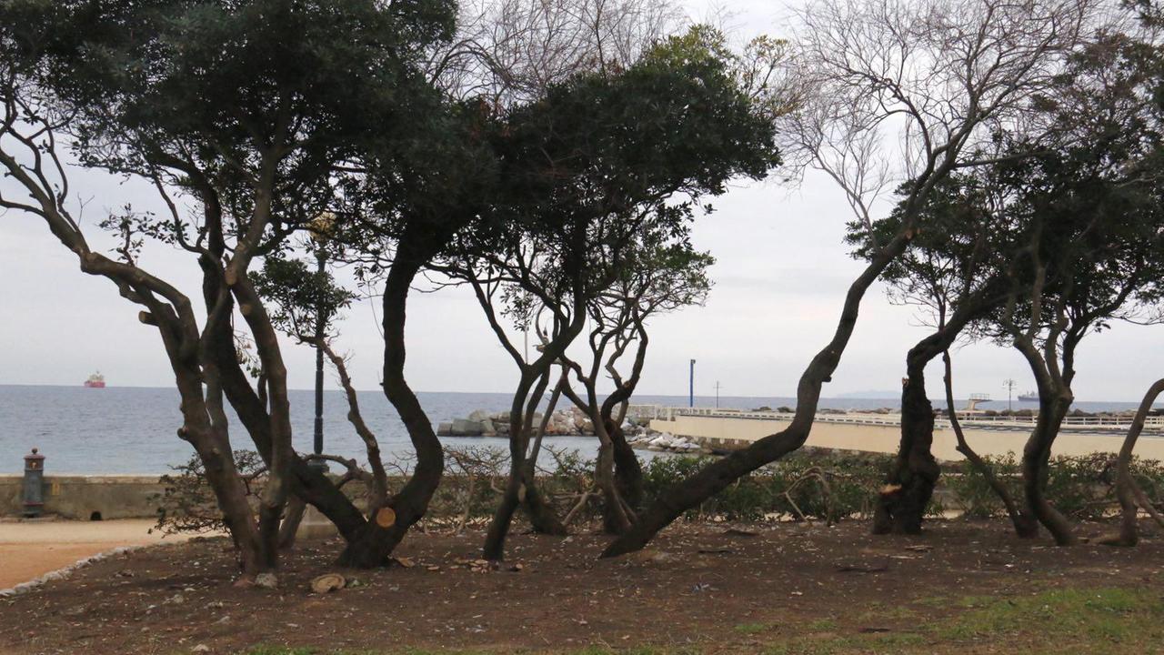 Le siepi potate sul lungomare di Ardenza (Marzi/Pentafoto)