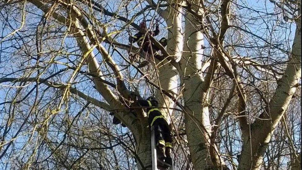 Parà impigliato su un albero