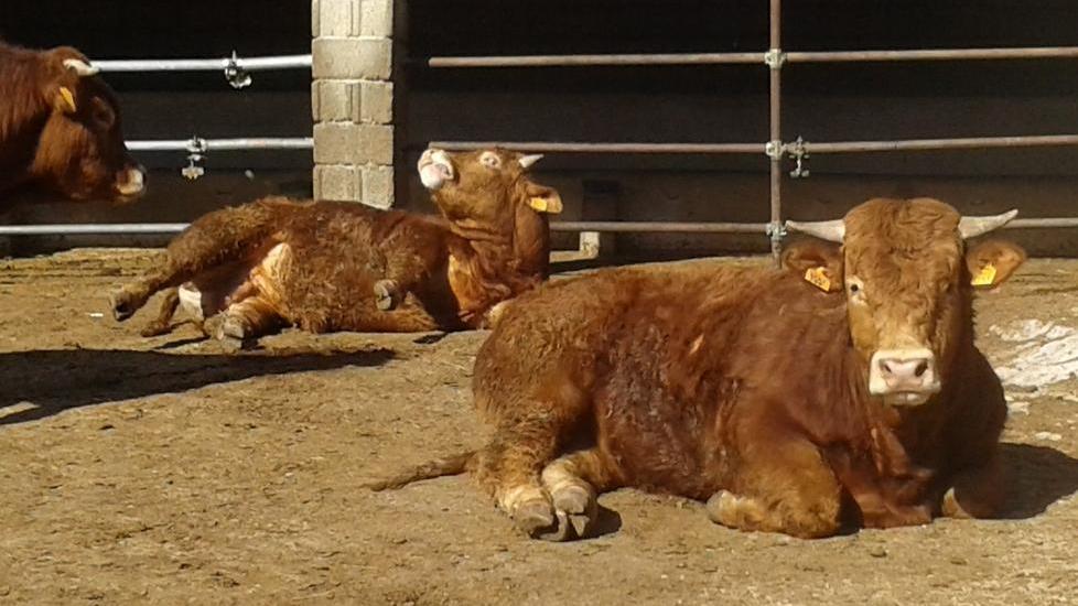 Mucche e torelli limousine, domani l’asta