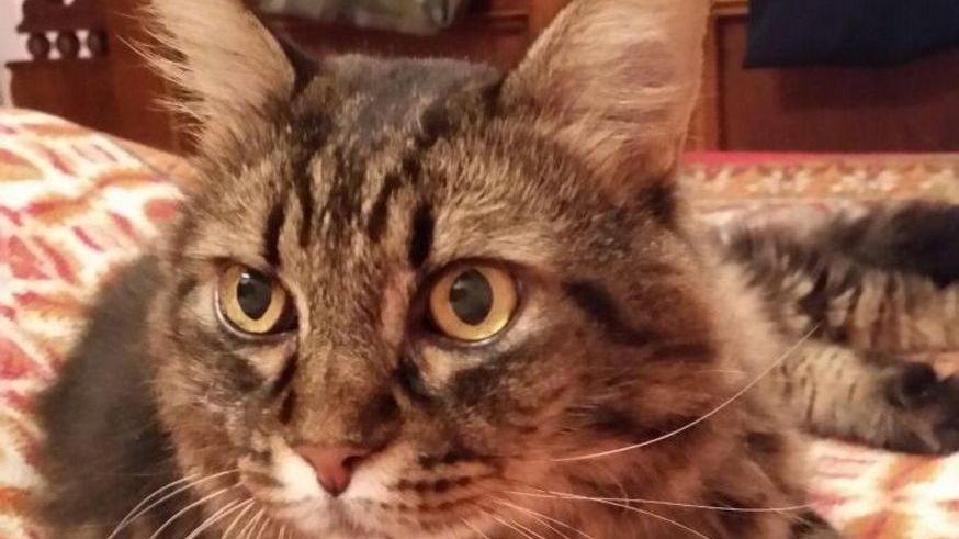 Sassari, l’intervento e il calvario del gatto Klaus