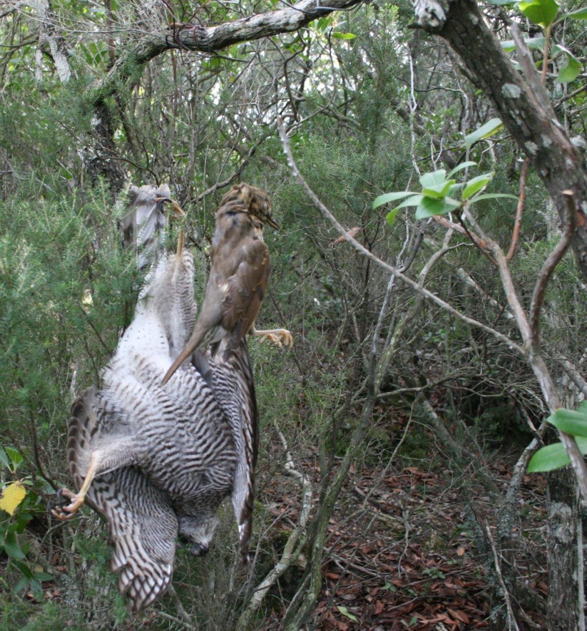 Banda di bracconieri scoperta a Sassari, cinque persone denunciate