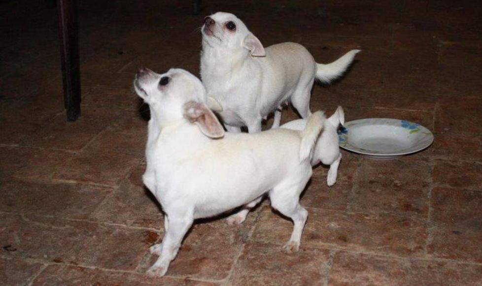 Rubati due chihuahua dal cortile di una casa