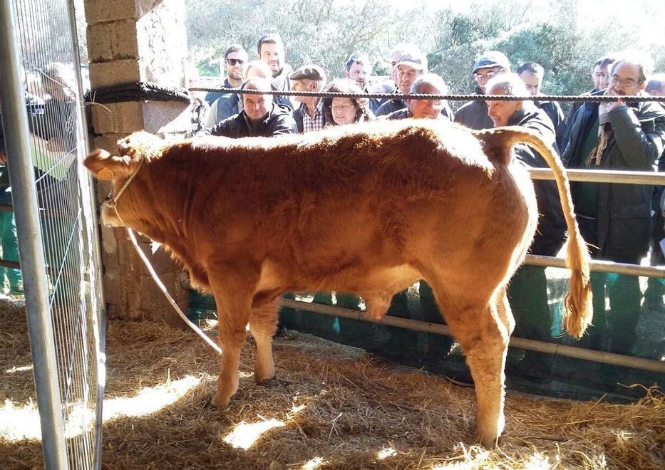 Mucche in passerella neanche 2mila euro per una “limousine” 
