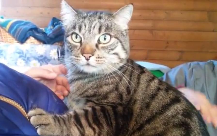 Appello per il gatto orfano della padrona 