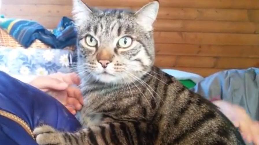 Appello per il gatto orfano della padrona