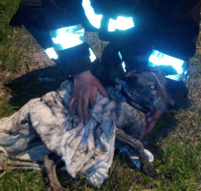 Cane nel fosso viene salvato dai vigili del fuoco