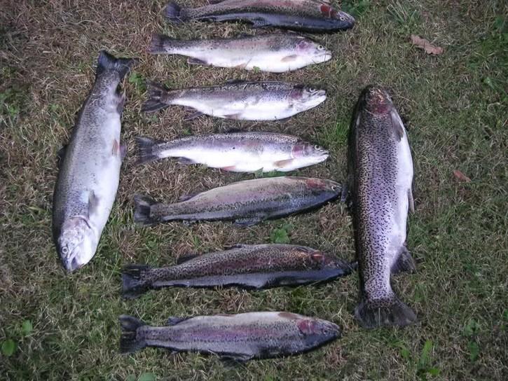 Rubano 5 quintali di trote salmonate in un lago per la pesca sportiva 