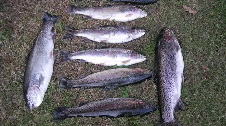 Rubano 5 quintali di trote salmonate in un lago per la pesca sportiva