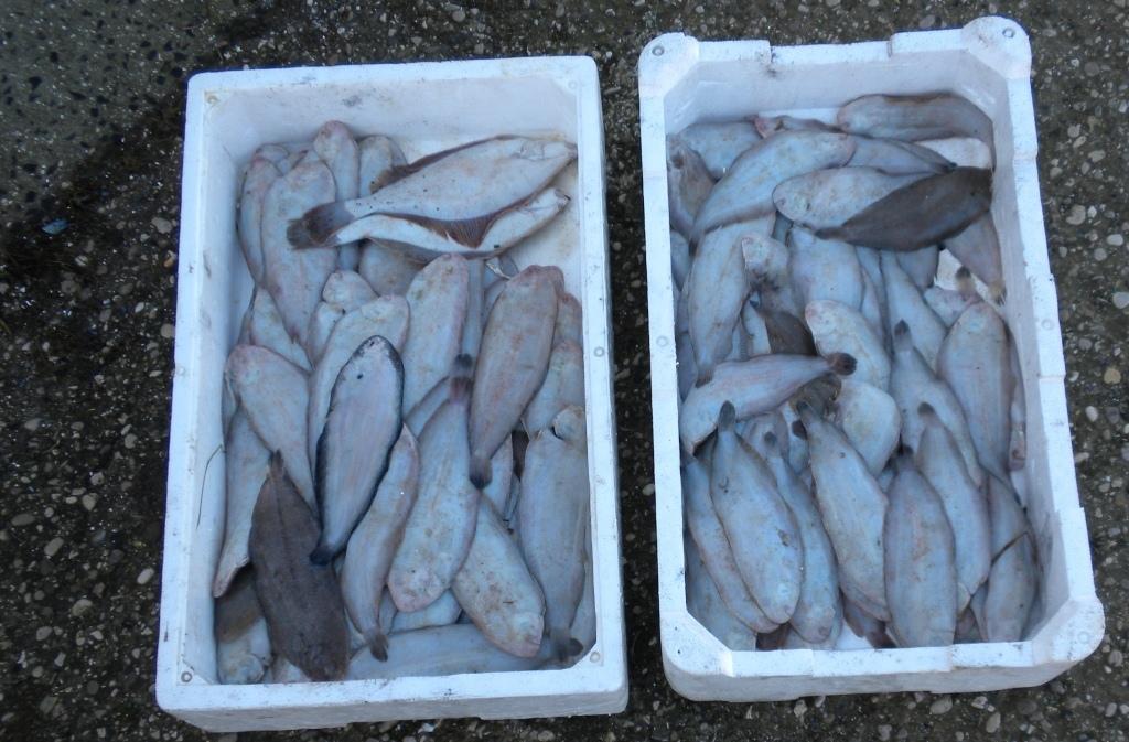 Trasportavano pesce abusivamente 