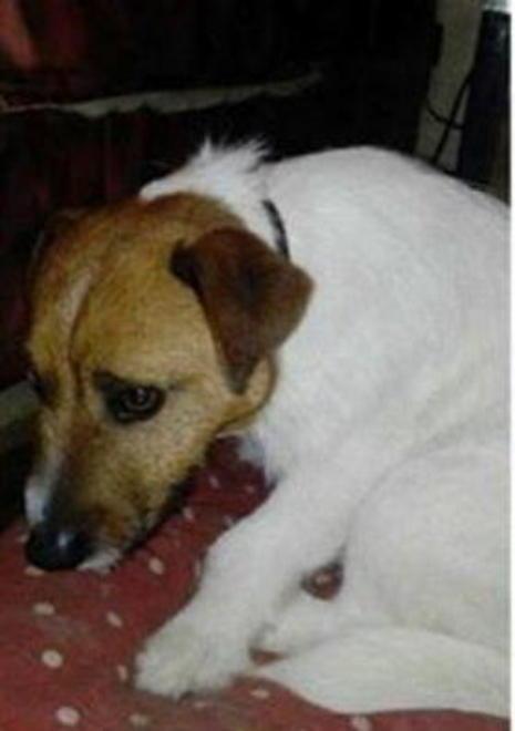Spariti cani di razza La proprietaria: «Me li hanno rubati» 