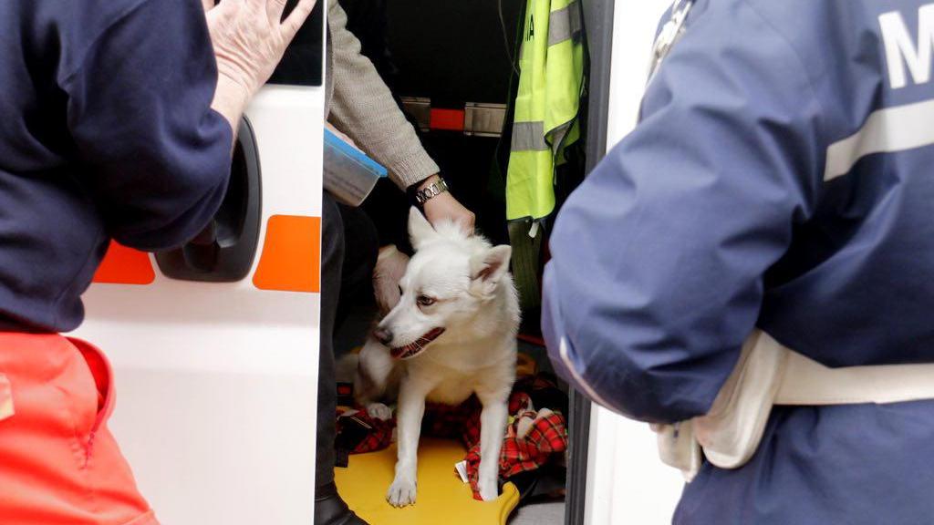 Il cane investito e soccorso dai veterinari (Marzi/Pentafoto)