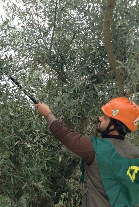 Corso di potatura dell’ulivo con Laore