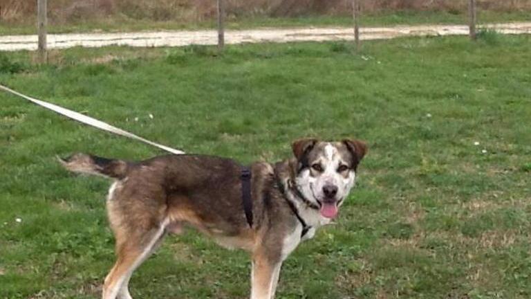 L’ultimo appello per Kiko il cucciolo che cerca casa