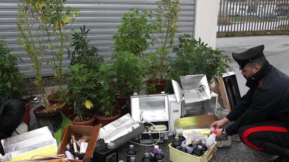 Ventenne arrestato a Viareggio: coltivava marijuana