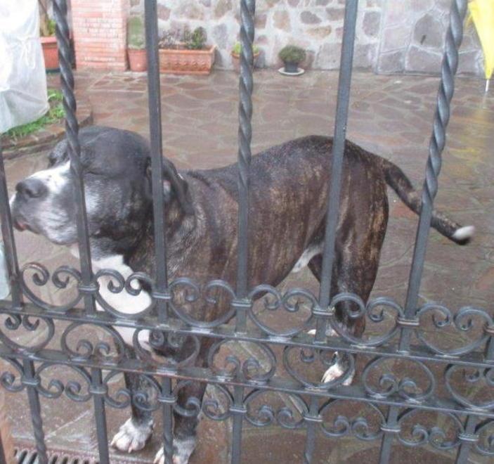 «Ho seguito il cane e ho scoperto il corpo di un uomo» 