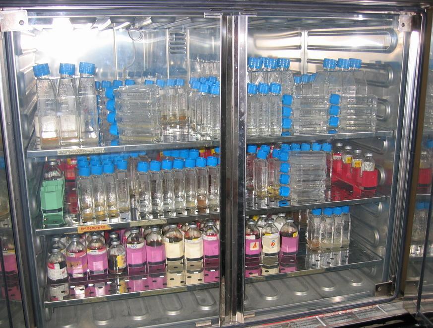 Una rete unica per curare al meglio le malattie rare 