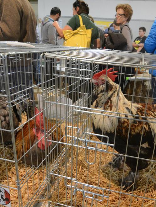 Fine settimana nel segno del pollo 