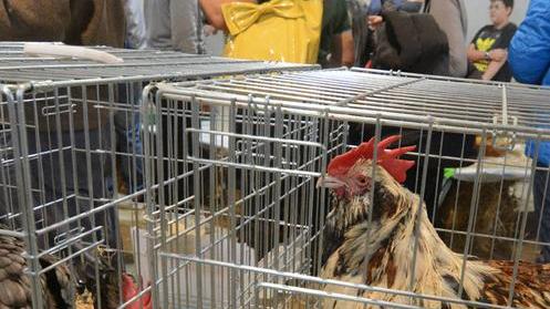 Fine settimana nel segno del pollo