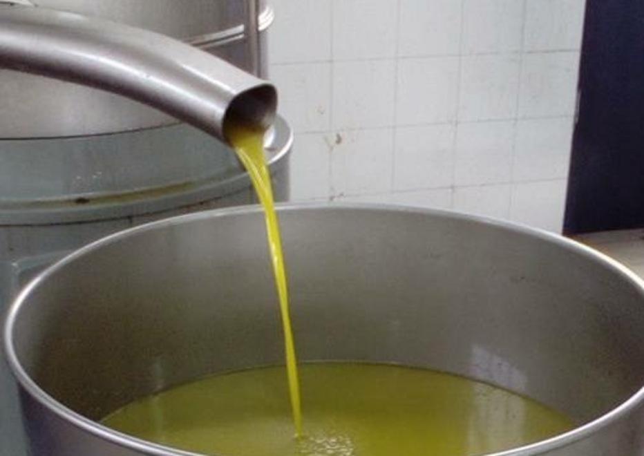L’economia di Oliena galoppa con l’olio, nuove sfide della coop 
