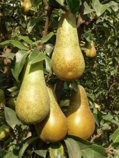 «Rovinate le esportazioni delle nostre pere» 