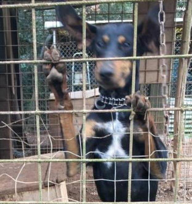 Blitz degli animalisti al canile del Martellino 