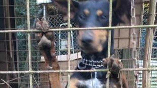 Blitz degli animalisti al canile del Martellino