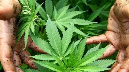 Coltivava marijuana, denunciato