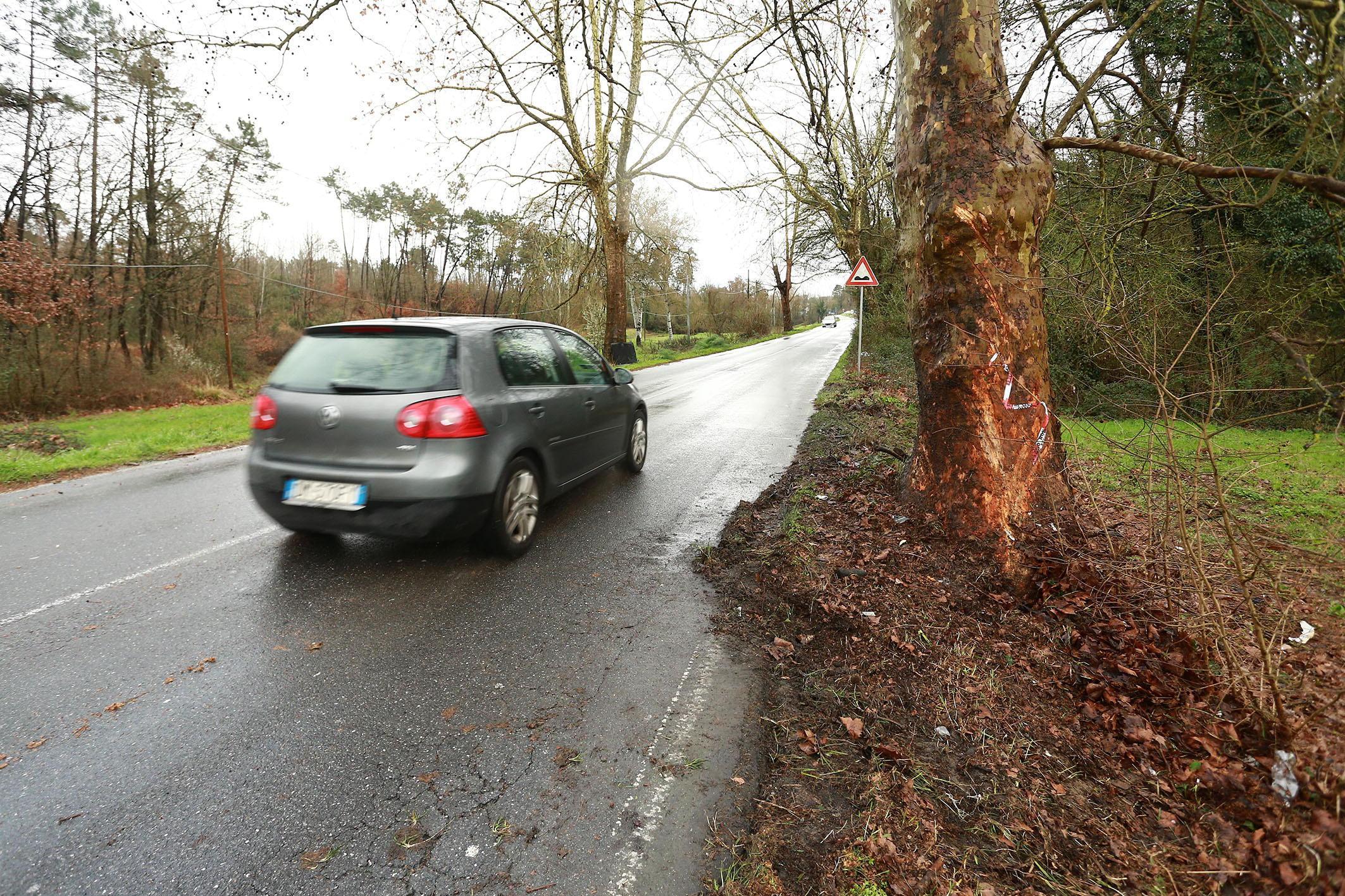 L'albero preso pieno dalla Mercedes (foto agenzia Sestini)