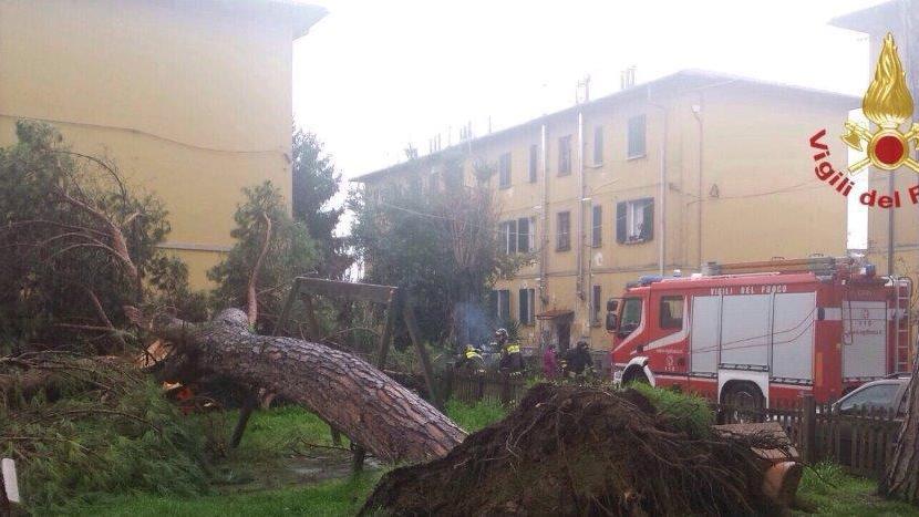 Il pino caduto nel parco giochi di via Sirtori (Foto dei vigili del fuoco)