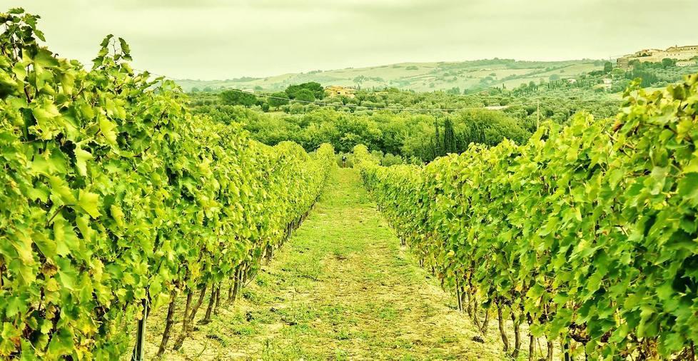 Terre dell’Etruria, bilancio sano 