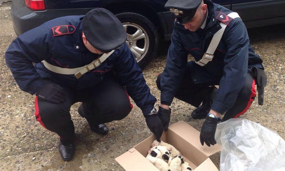 Sette cagnolini salvati dai carabinieri