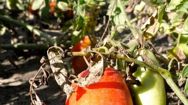 La Cia: sul pomodoro inaccettabili i prezzi al ribasso