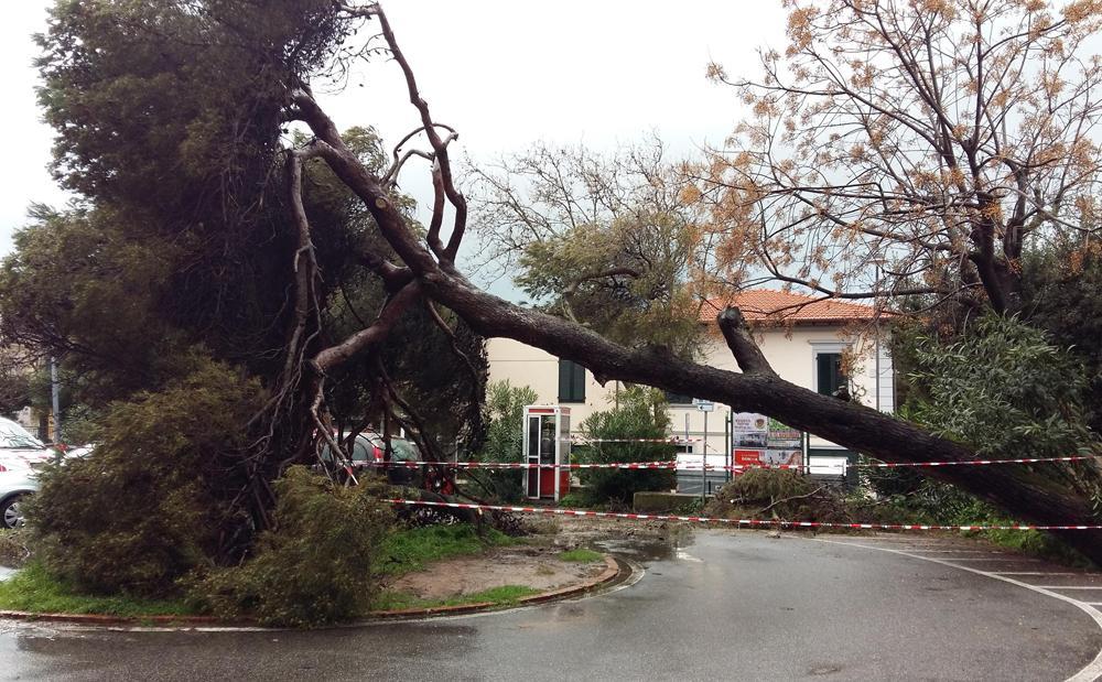 Grande pino si abbatte su un parcheggio a Castiglioncello