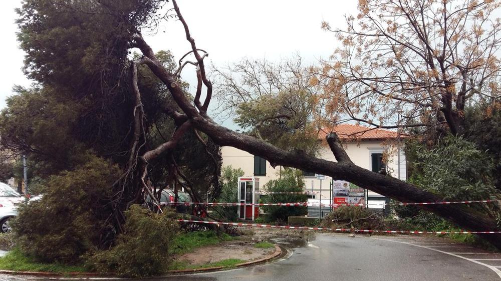 Grande pino si abbatte su un parcheggio a Castiglioncello