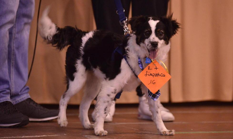 Non di razza ma belli: lo show dei cani