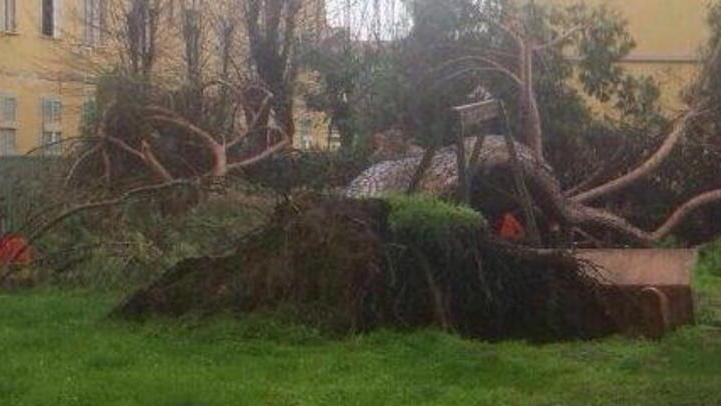 Pino si schianta sul parco giochi