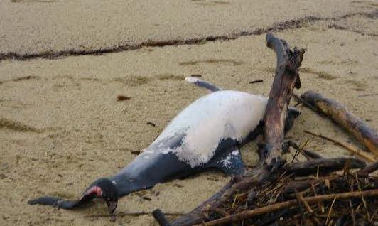 Una carcassa di delfino sulla spiaggia
