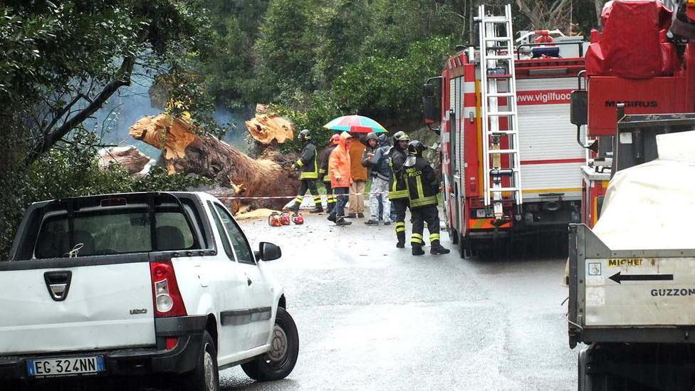 Addio al vecchio pino sradicato dal vento