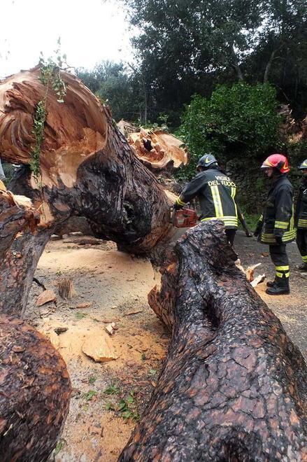 Un pino centenario abbattuto dal vento a Populonia 