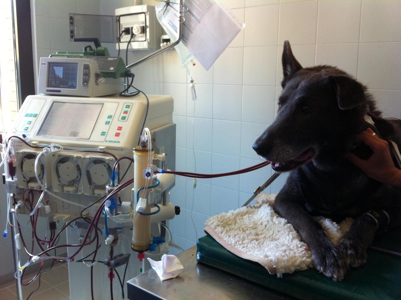 Un cane in cura dal veterinario in una foto d’archivio