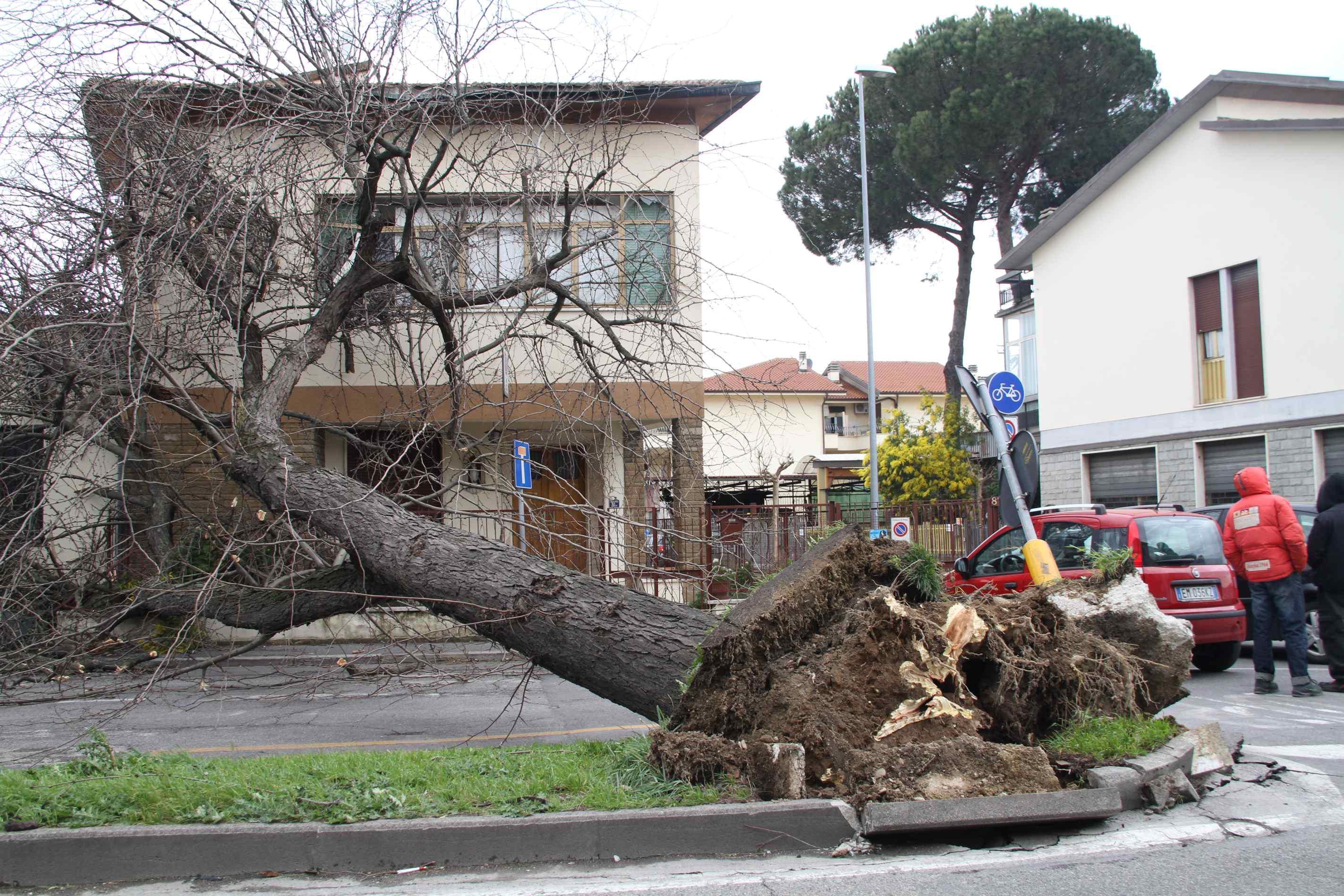 Un albero abbattuto dalla tempesta di vento del 5 marzo 2015