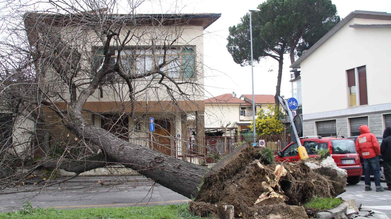 Un albero abbattuto dalla tempesta di vento del 5 marzo 2015