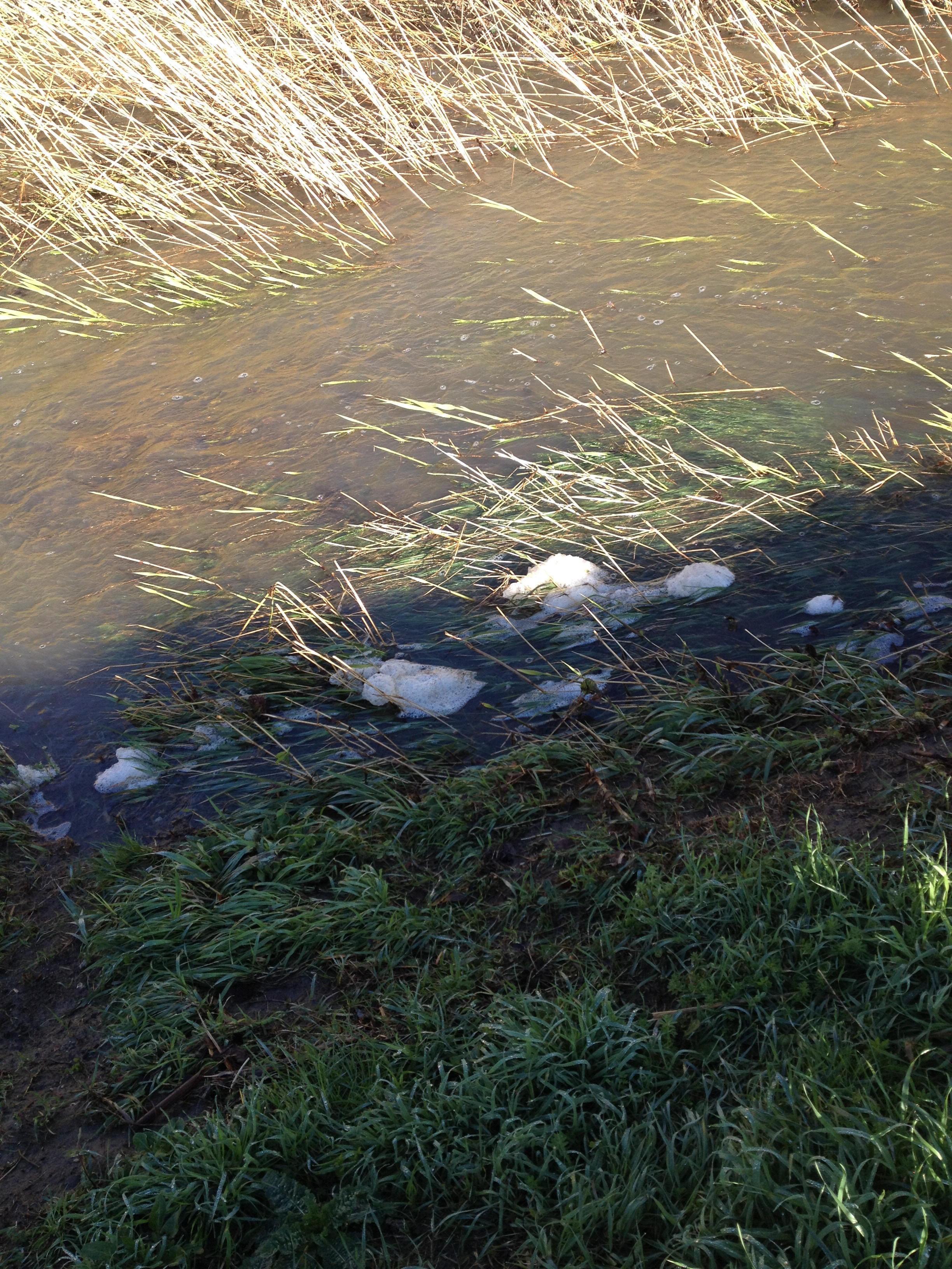 Sostanze biancastre e schiumose nel rio Ardenza