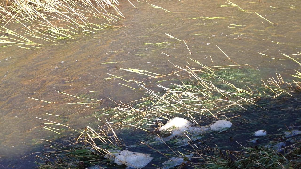 Sostanze biancastre e schiumose nel rio Ardenza