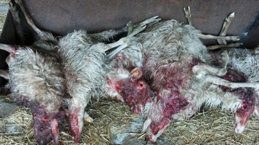 Cani randagi, nuova strage di pecore in due aziende agricole