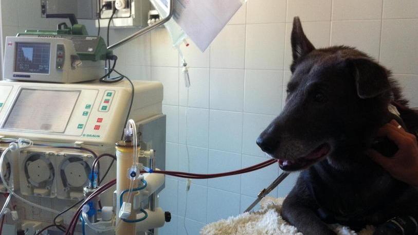 Donazioni di sangue e solidarietà tra cani grazie a Avis e Enpa