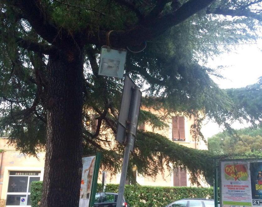 Pino si abbatte su un parcheggio, proteste 